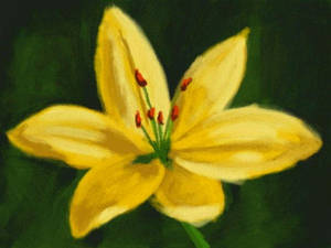 Yellow Lily