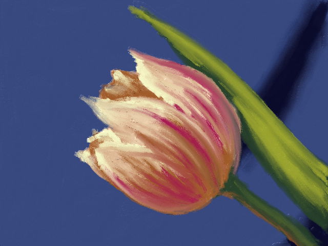 Tulip