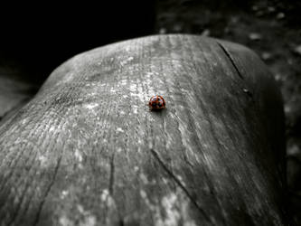 Ladybug