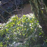 Sunrise on the leaves