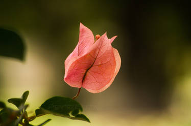 Bougainvillea