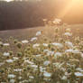 Wildflowers