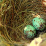 Blue Eggs III