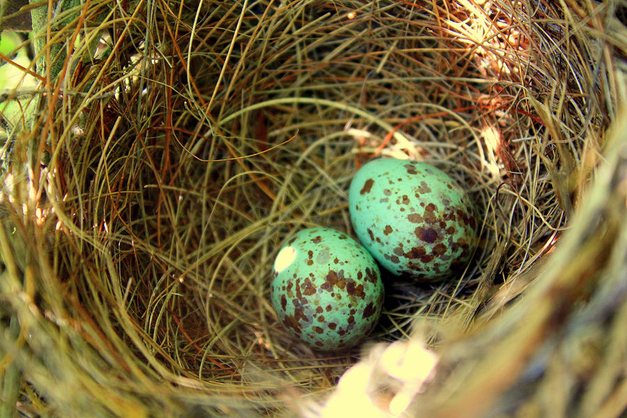 Blue Eggs III