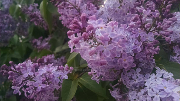 Lilac in Bloom 1 April 2015