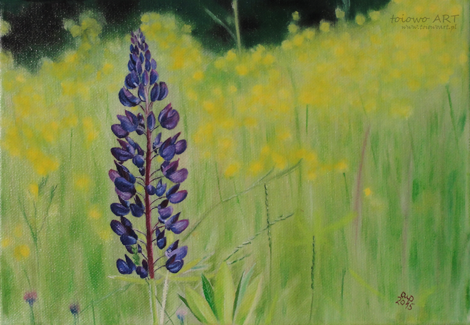 Lupine