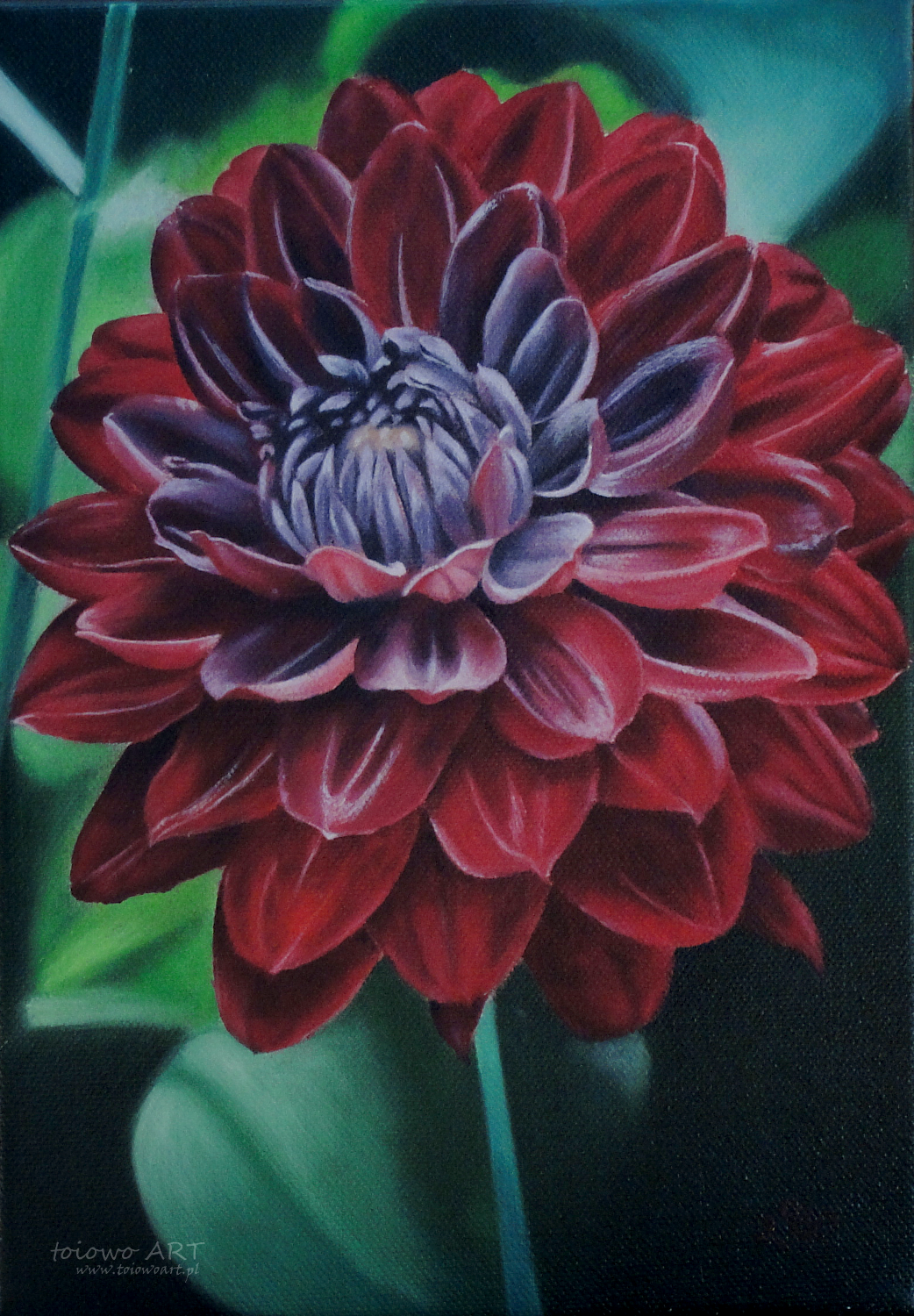 Red Dahlia