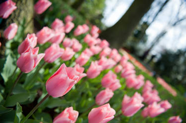 Pink Tulips in Holland