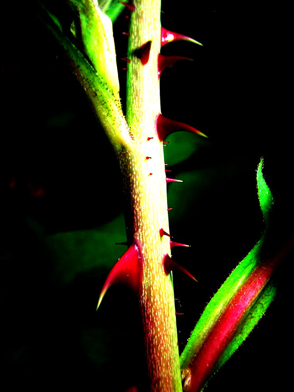 sharp thorns reloaded by mat-unkreativ on DeviantArt