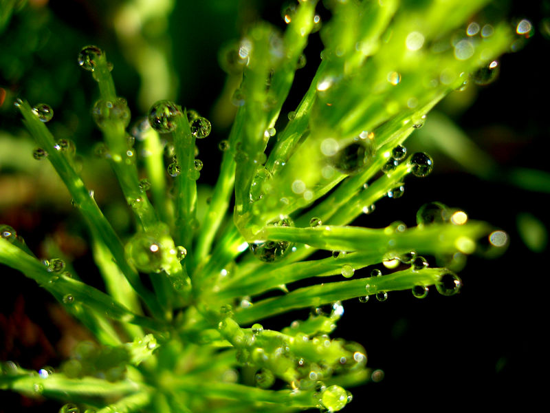 the complexity of nature by mat-unkreativ on DeviantArt