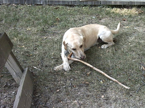 yummy stick....