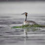 Haubentaucher(Podiceps cristatus)