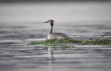 Haubentaucher(Podiceps cristatus)