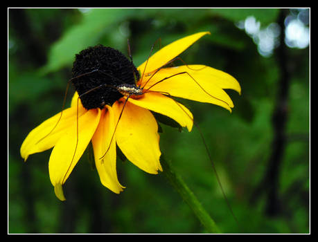 Flower and Spider