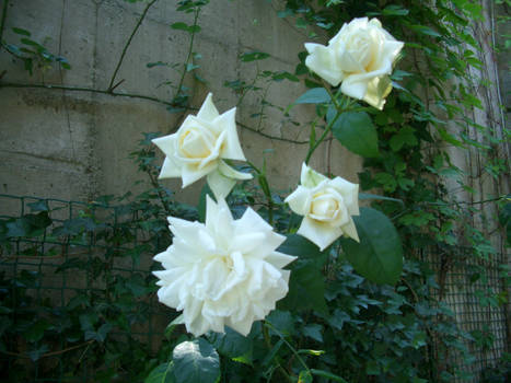 White Roses