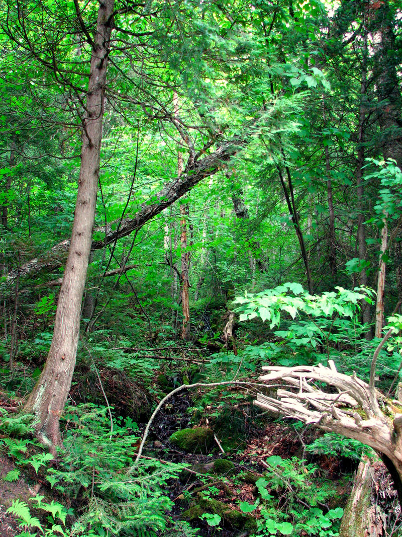 A Path Well Covered