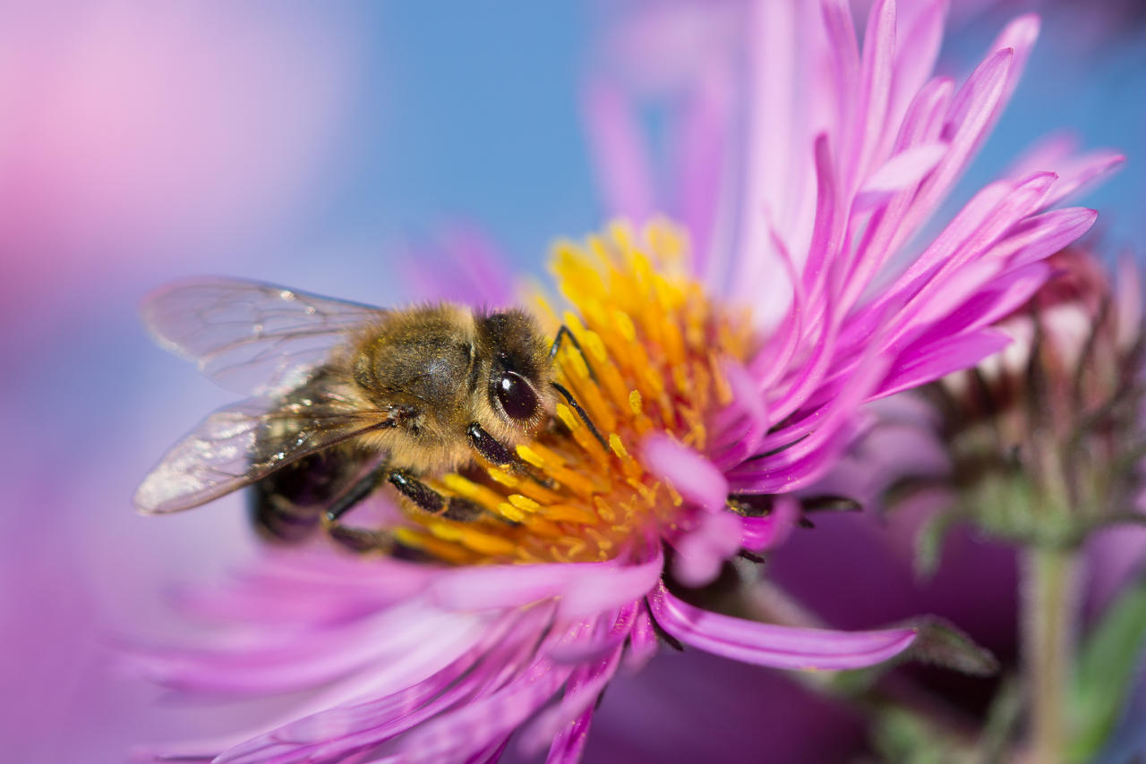 New macro lens