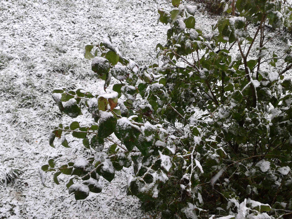 The Memory of First Snow