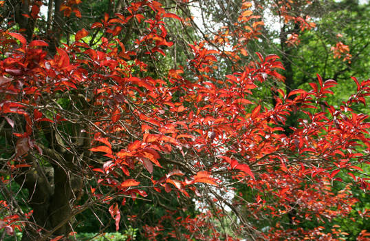 Red in a Sea of Green II