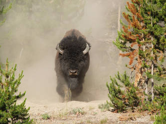 Buffalo After a Dust Bath