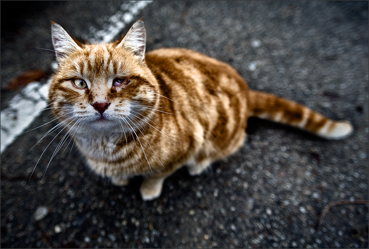 Gros Chat Tout Pourri By Plo0m On Deviantart Gros Chat Tout Pourri By Plo0m On Deviantart