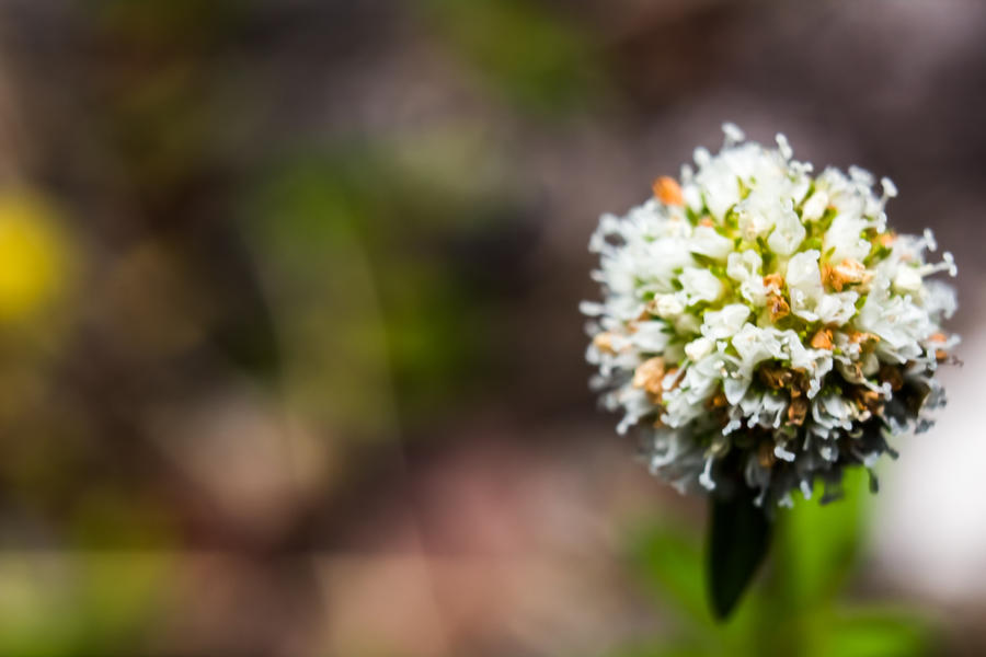 The weekend macro shots