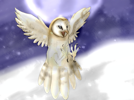 Barn owl