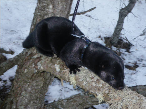 My mink in a fir
