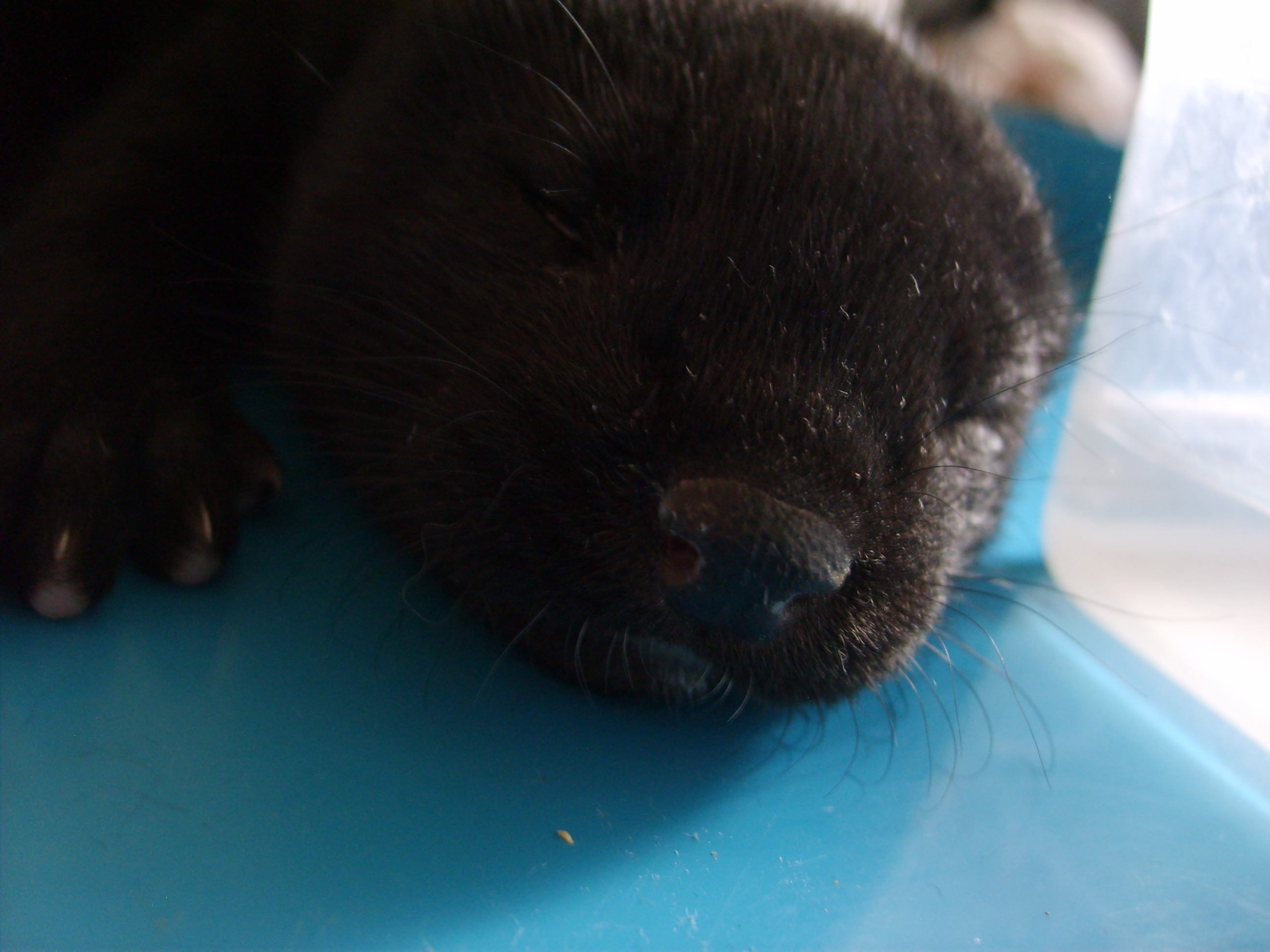 My Baby American Mink By Younae On Deviantart My Baby American Mink By Younae On Deviantart