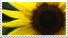 STAMP: Proud Yellow 2