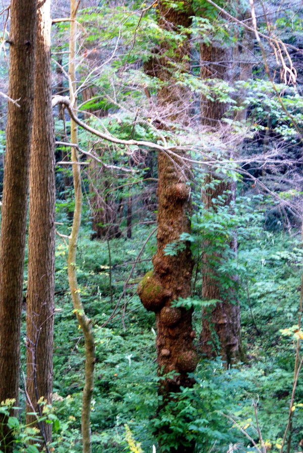 Knotty Tree by djRimzi on DeviantArt