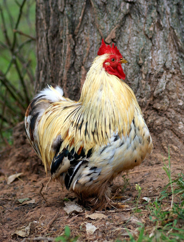 Chicken George by djRimzi on DeviantArt