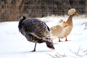 Two quacks and one gobble