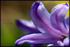 Purple Delight