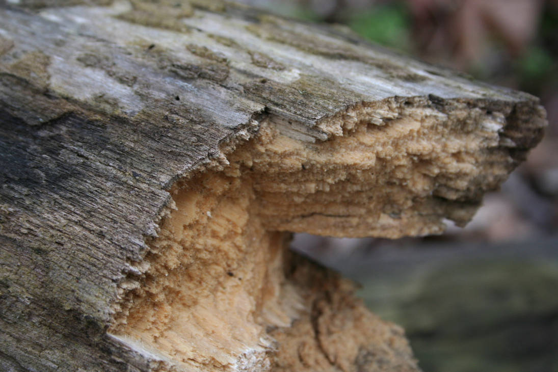 Splintered Log, Close Up by kittensclaws on DeviantArt