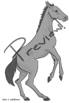 purchasable foal lineart