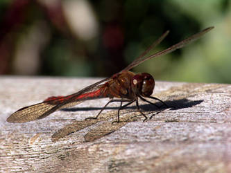 Dragonfly