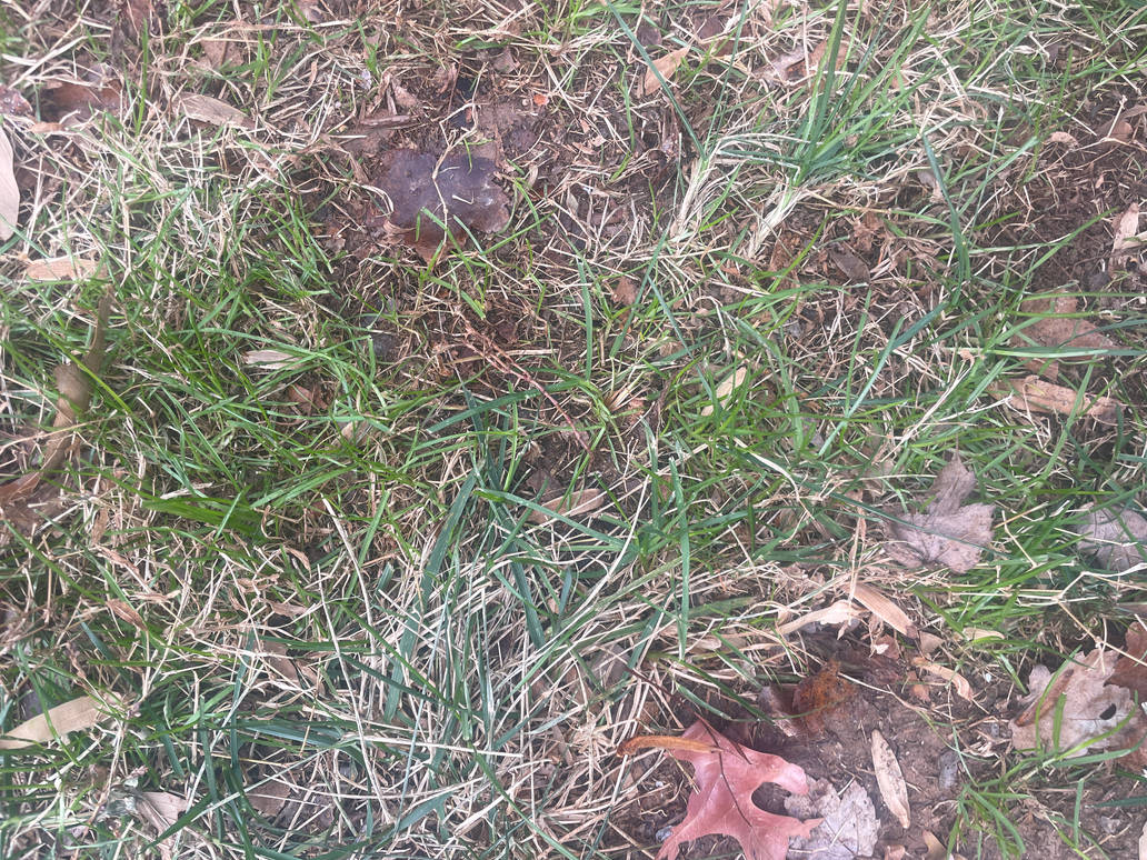 grass (2022) by Frederick-Fazbazinga on DeviantArt