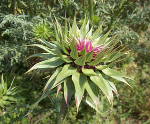 Bud of the Thistle