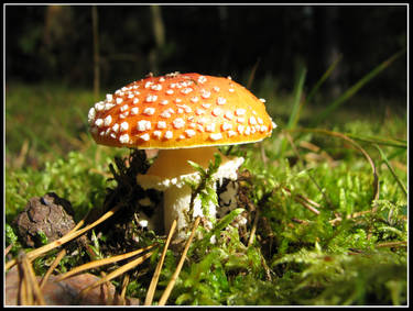 Toadstool 3