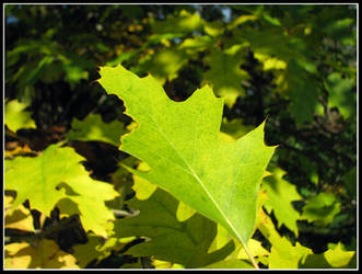 Oak Leaf