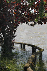 Flooded Tree