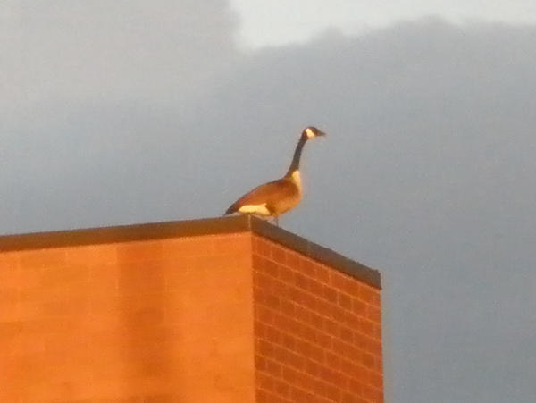 Goose Shape Building Goose On Building by ilikeoctopus on DeviantArt