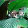 Mr Spotted Frog