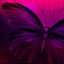 Butterfly 08