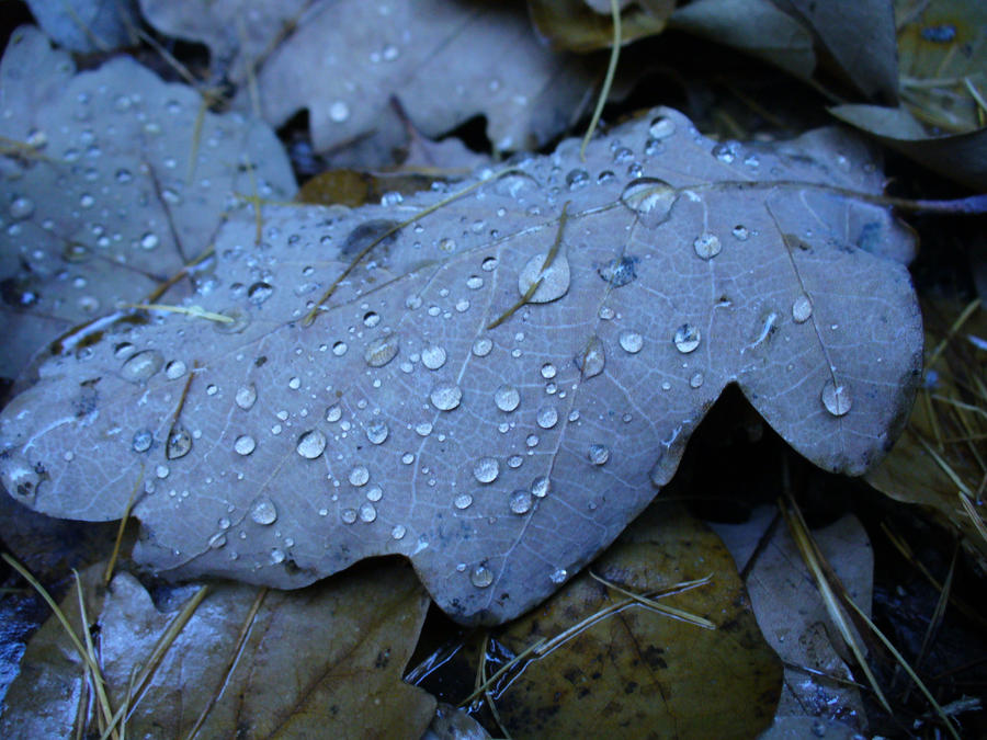 Leaf and drops of water