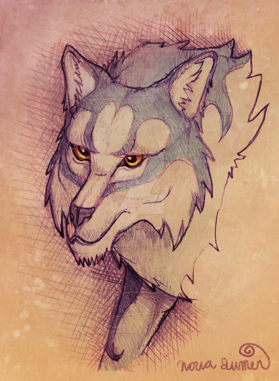 Wolf sketch