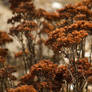 Forest of Dried Flowers