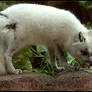 Arctic Fox Stock