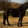 Black horse stock 4